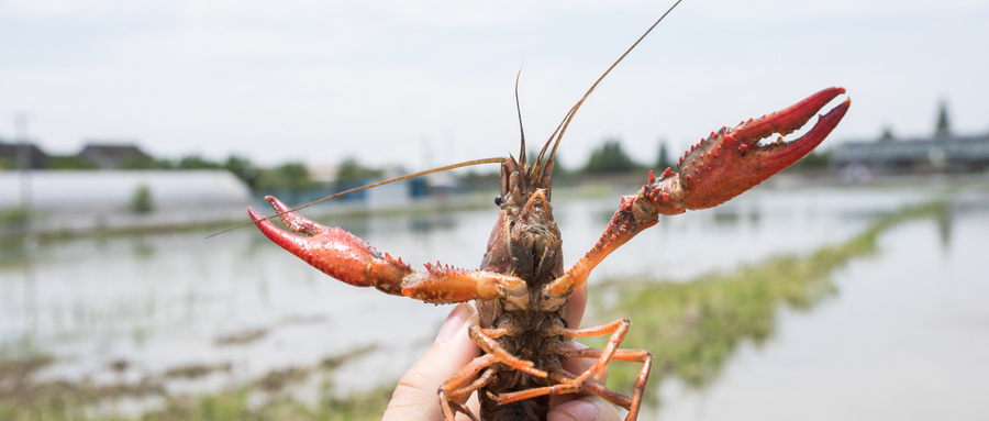 小龙虾养殖水体检测报告去哪办？要什么材料？