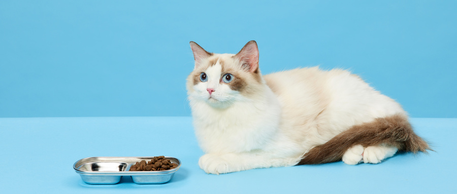 猫粮检测报告需要检测哪些项目？