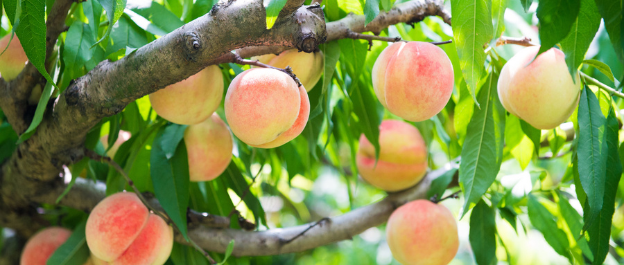 果园桃子收购办理质检报告要多久？