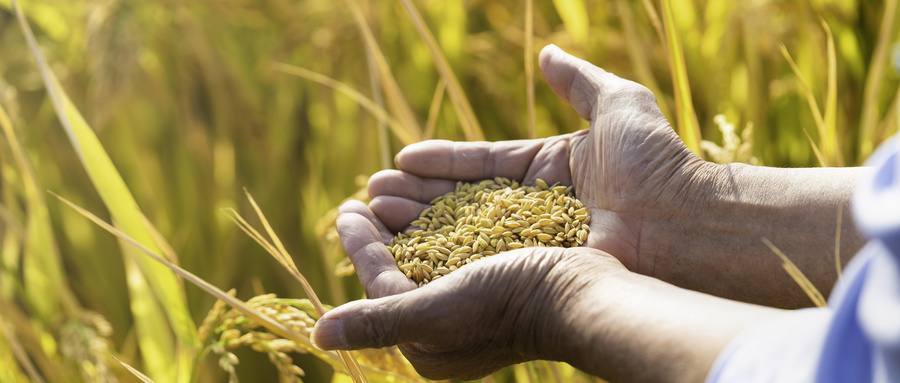 水稻检测项目包括哪些？水稻检验国家标准