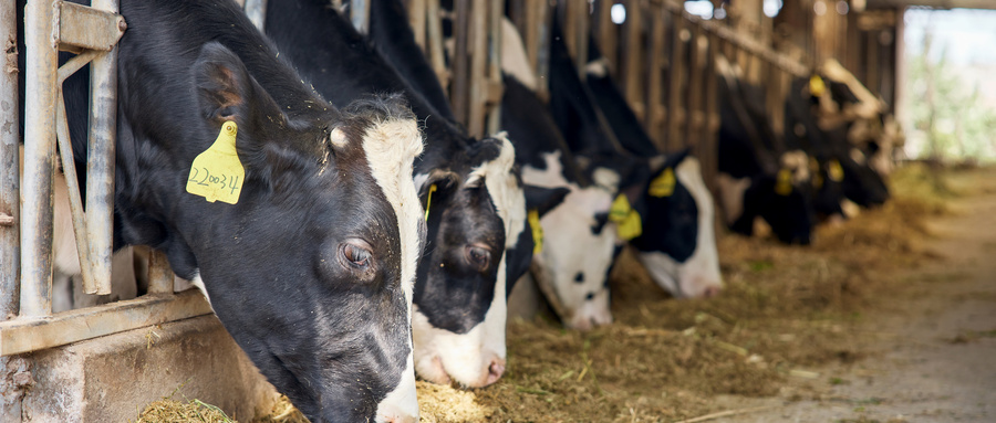 奶牛饲料检测费用是多少？奶牛饲料检测报告