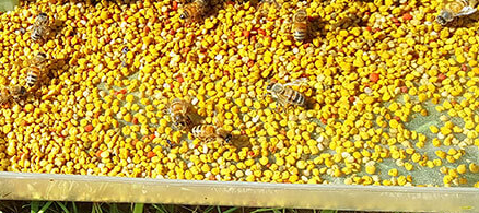蜂花粉检测去哪检？蜂花粉检测机构有哪些？