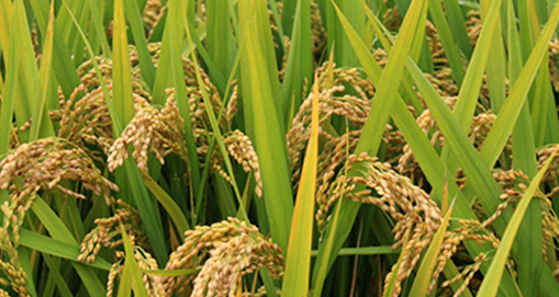 常规粳稻检测国家标准和指标一览