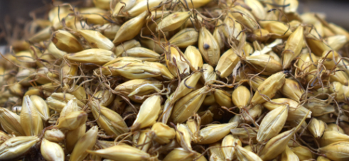 麦芽质量标准多少？麦芽质量检测有哪些流程