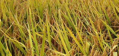 稻谷营养成分检测有哪些项目和标准？