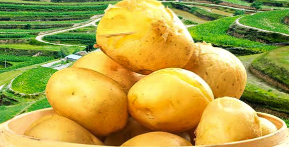 马铃薯入驻超市要出具农残检测报告怎么办？