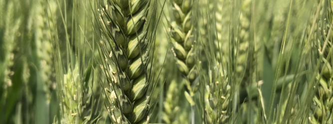 大麦质量检测标准是什么？大麦检测中心在哪