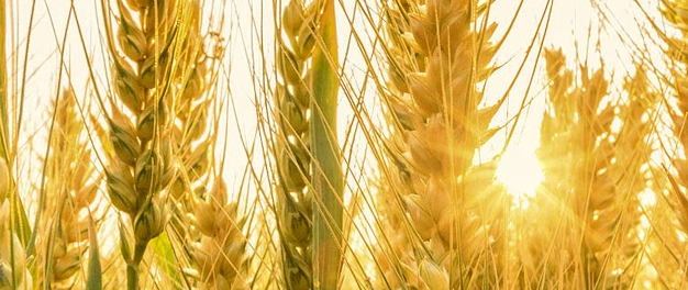 小麦检测流程是什么？小麦检测报告办理要多长时间