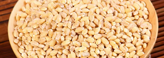 大麦国家质量标准多少？