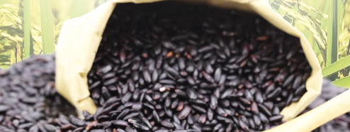 黑籼粘米质量检测标准以及相关费用介绍
