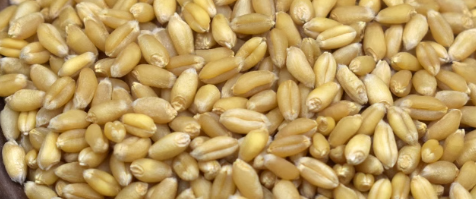 小麦质检报告办理费用是多少？