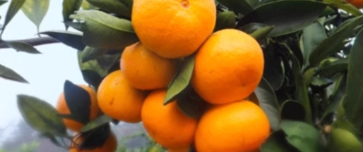 柑橘检测报告去什么单位办理？